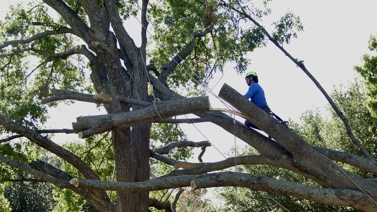 Professional Hazardous Tree Removal performed by certified arborists in Cassville