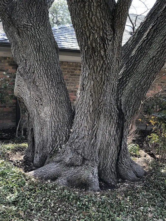 Mature heritage tree close to a Cassville property cared for by certified arborists
